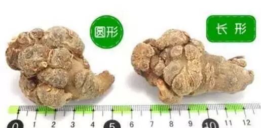 三七什么形状的最好？狮子头三七最受欢迎