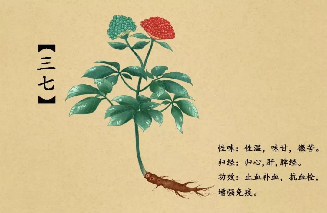土三七是三七吗?可以当三七用吗?