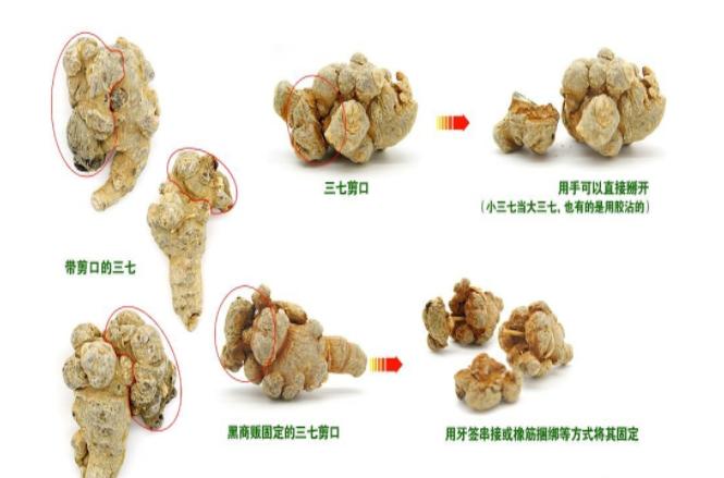 三七剪口与无剪口有很大区别，买三七时要十分注意！