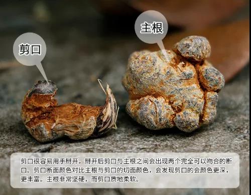 三七剪口与无剪口有很大区别，买三七时要十分注意！