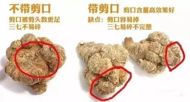 带帽三七与滑头三七的区别