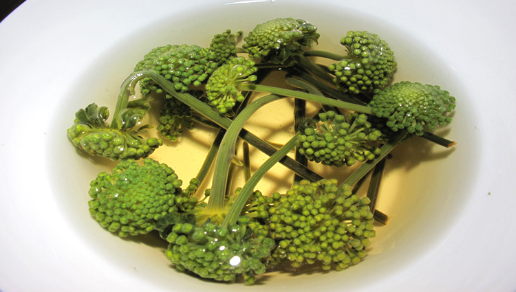 什么样的三七花质量最好