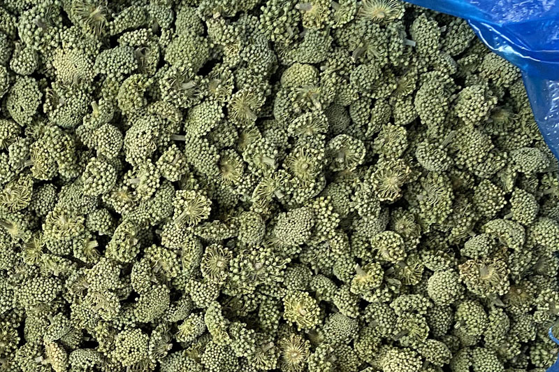 什么样的三七花质量最好