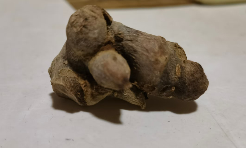 盘点野生三七的几种作假手法