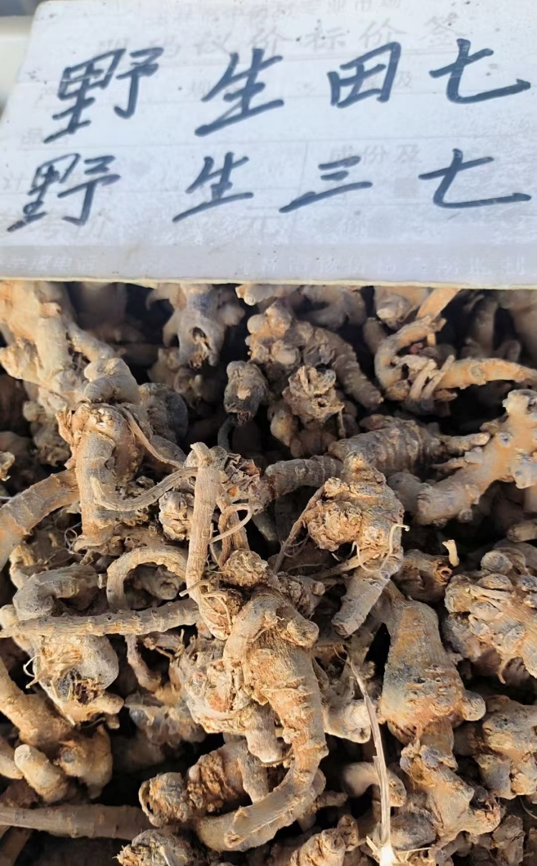 盘点野生三七的几种作假手法