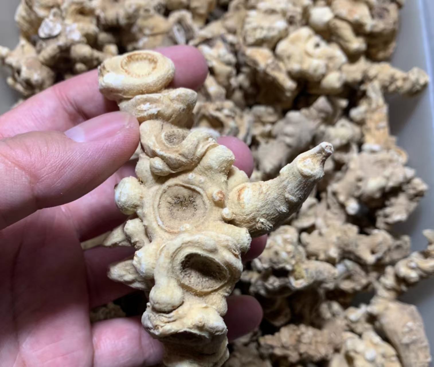 盘点野生三七的几种作假手法