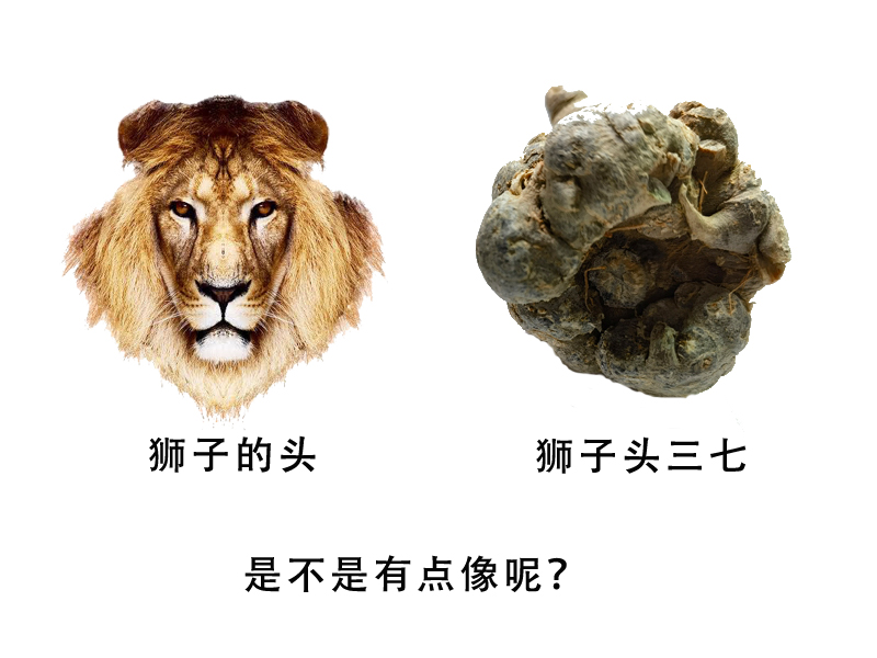 三七狮子头和滑头的区别