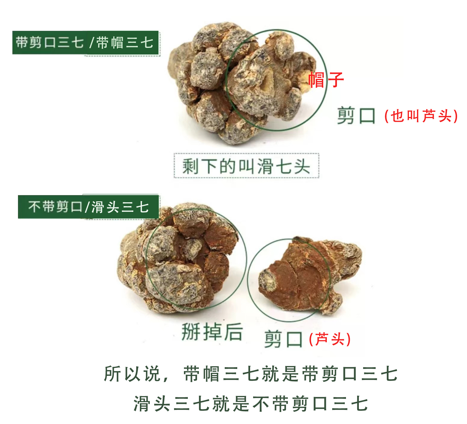 三七狮子头和滑头的区别