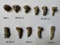 三七狮子头和滑头的区