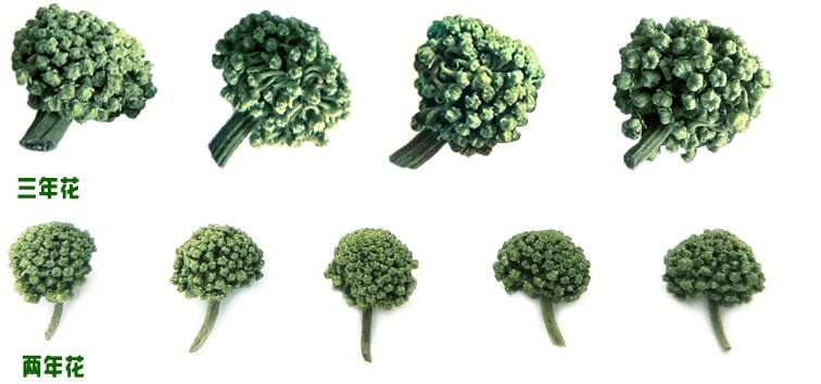 买三七花如何挑选比较好？