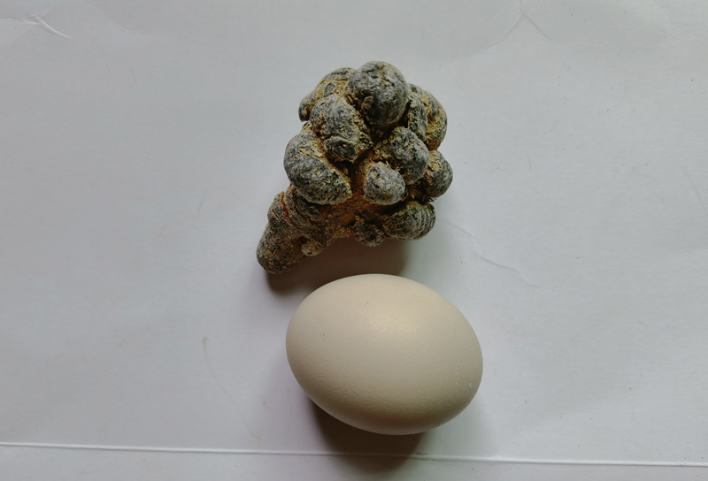 三七品质怎么看?要买三七的要认真看