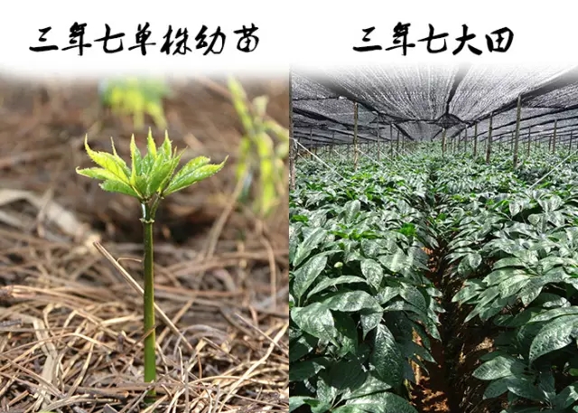 田七和三七有什么区别