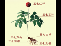田七和三七有什么区别