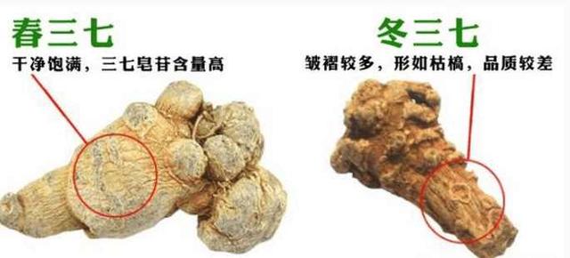 春三七和冬三七要怎么分辨?