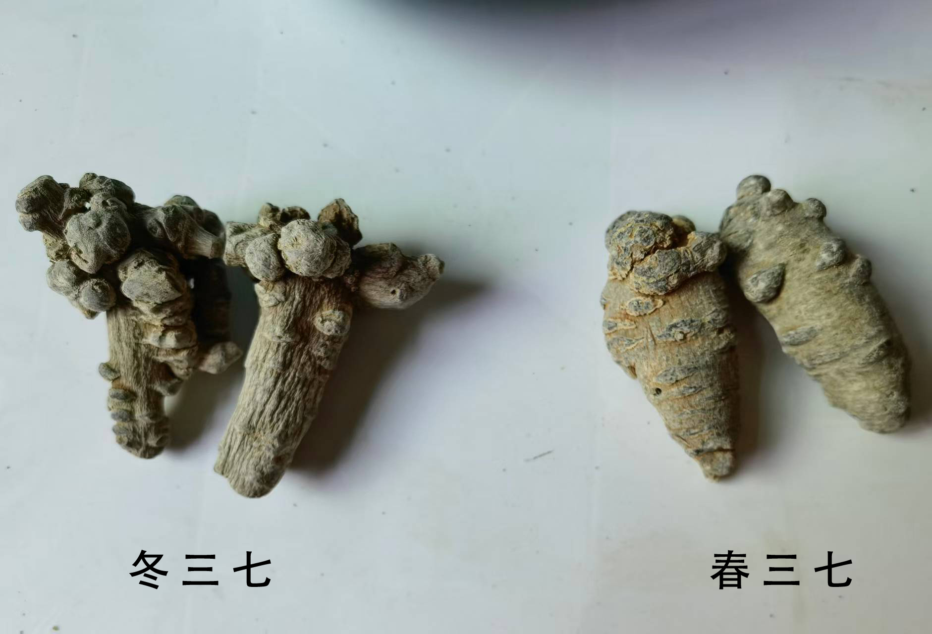 春三七和冬三七要怎么分辨?