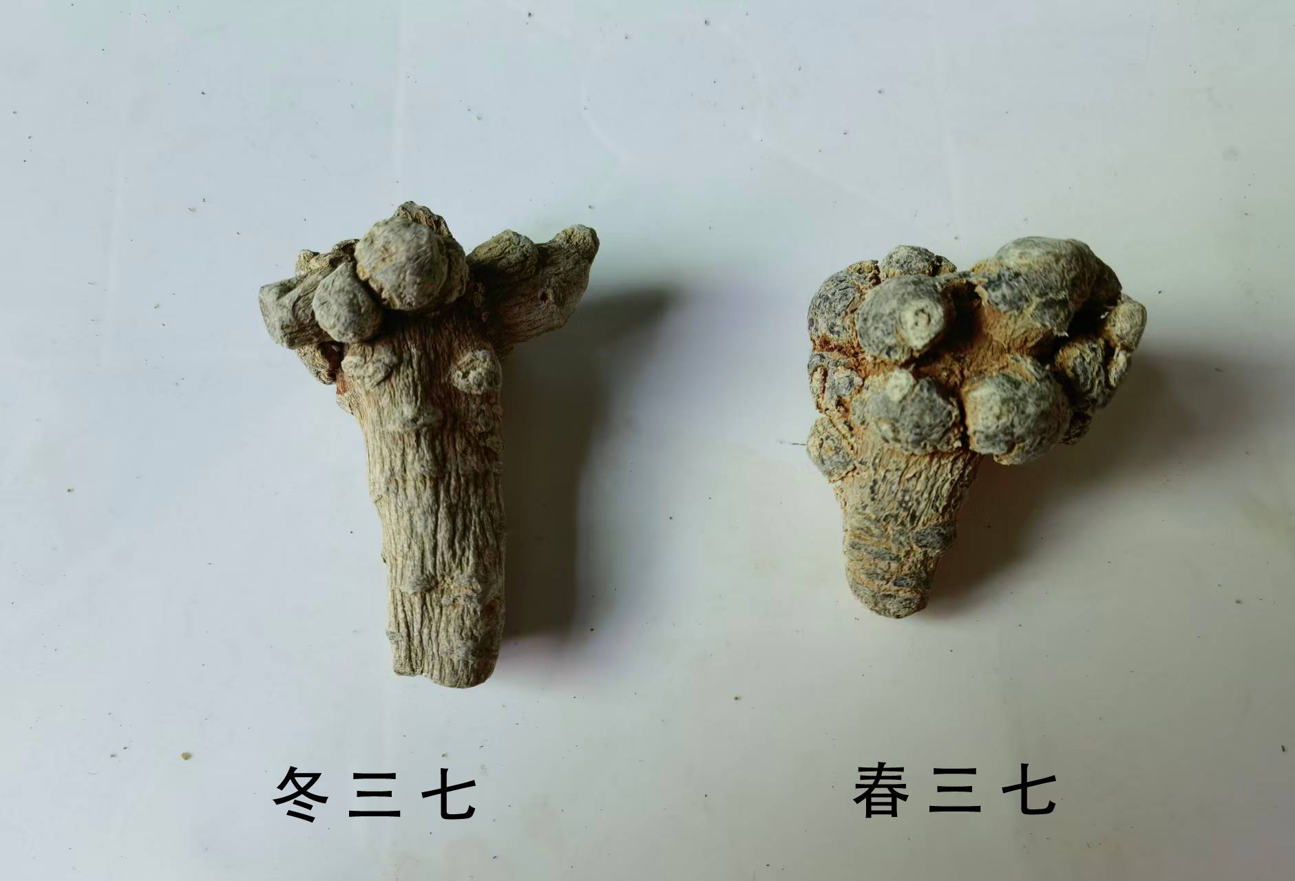 春三七和冬三七要怎么分辨?