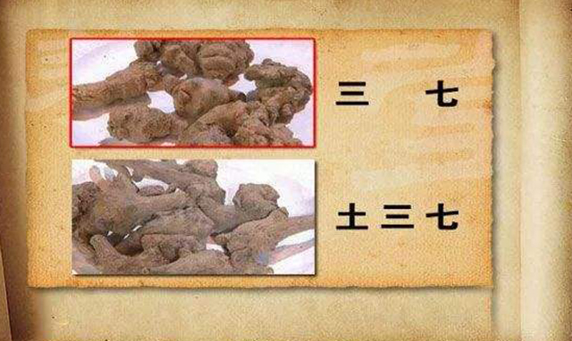土三七有毒，请勿代替三七使用！