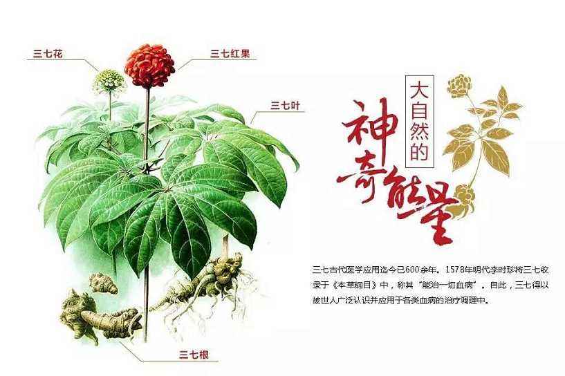 三七治疗高胆固醇效果如何？