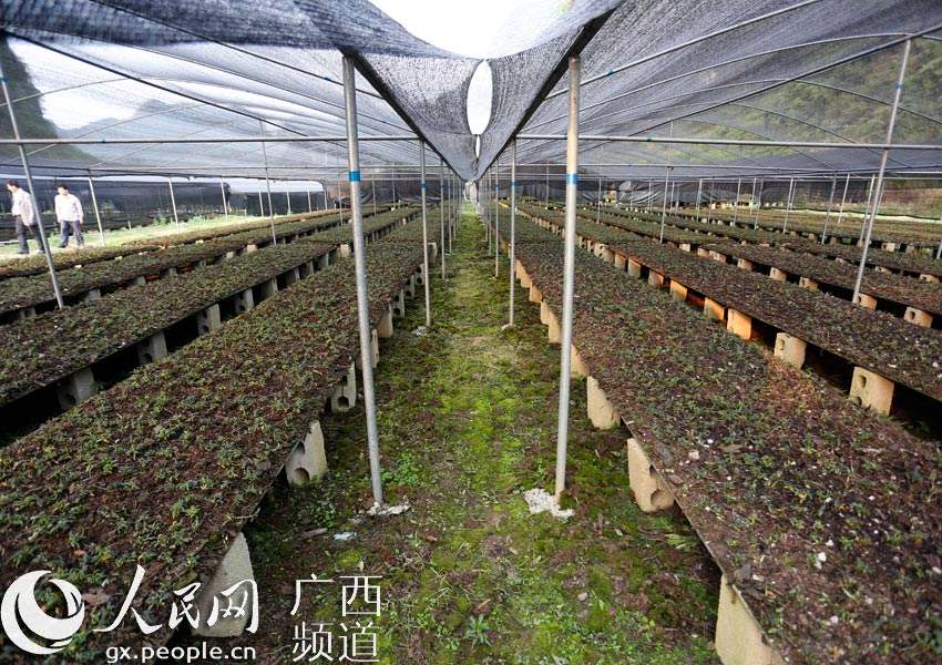 广西铁皮石斛多少钱一斤