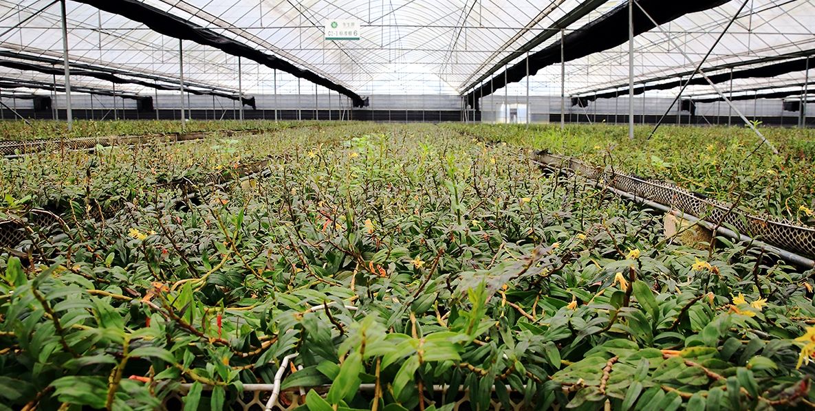 种植的铁皮石斛价格多少钱一斤