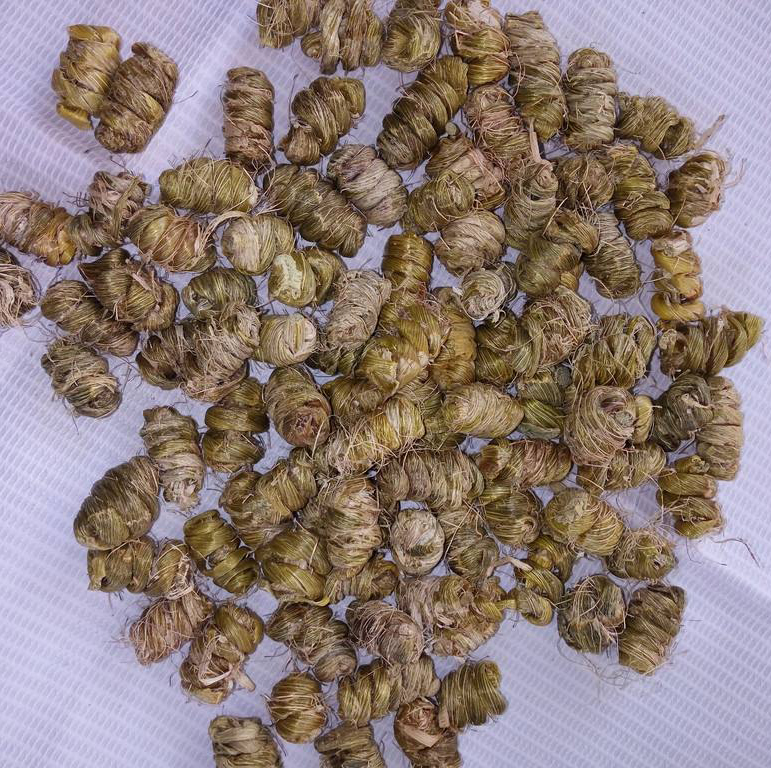 铁皮石斛鲜条价格多少钱一斤