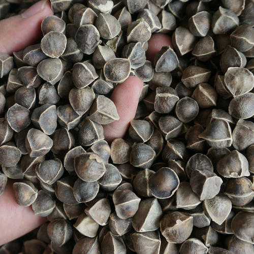 国内产的辣木籽价格多少钱一斤