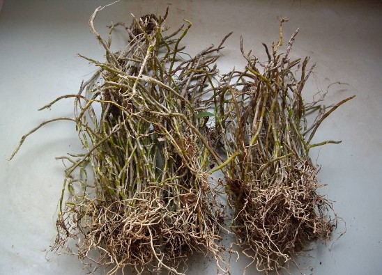 美花石斛价格多少钱一斤