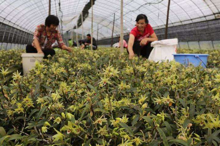 新鲜的石斛花价格多少钱一斤