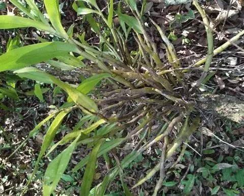 野生天然石斛价格多少钱一斤