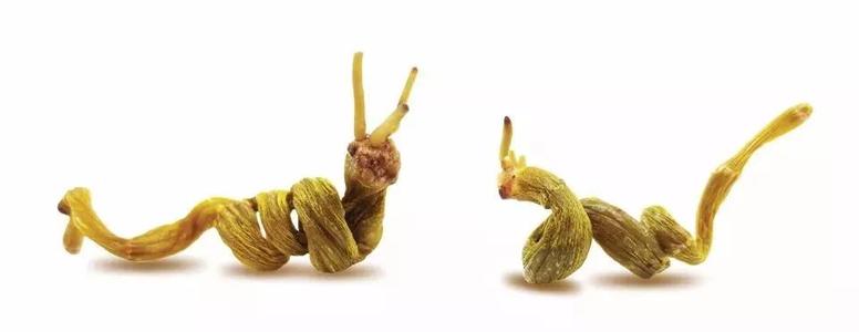 极品铁皮石斛价格多少钱一斤