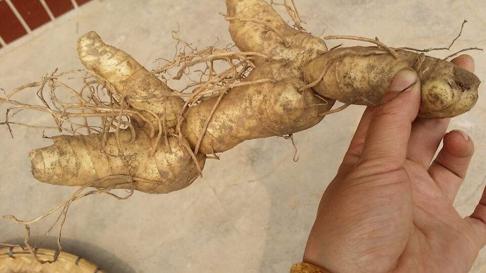 新鲜黄精价格多少钱一斤