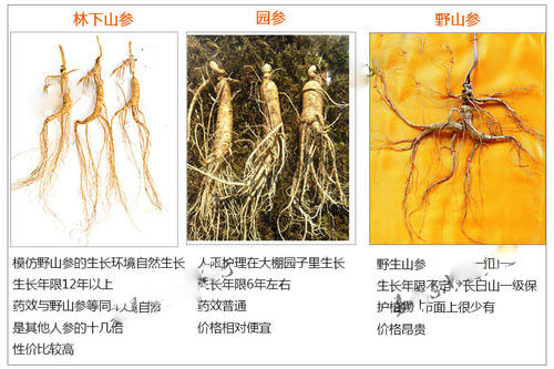 买的人参8000块一只贵不贵？要看其品质
