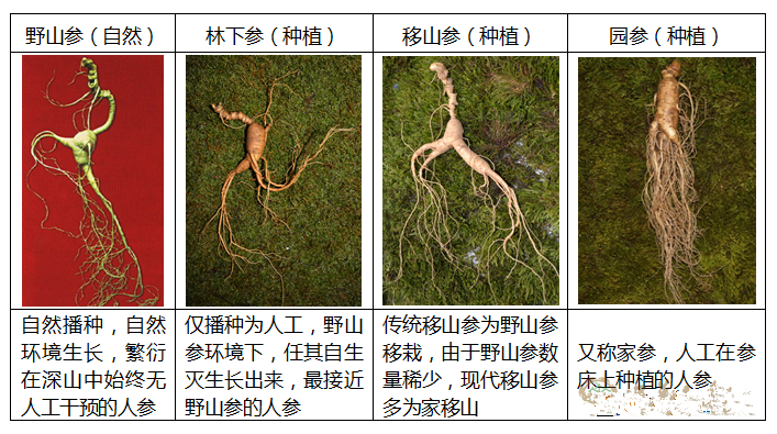 买的人参8000块一只贵不贵？要看其品质