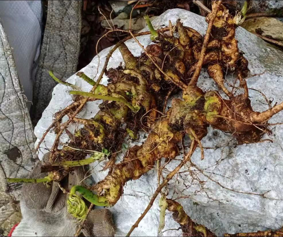 竹节参干货多少钱一斤