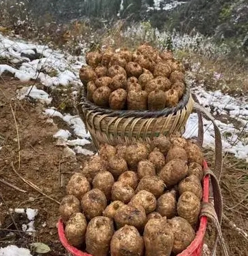 昭通小草坝新鲜天麻价格