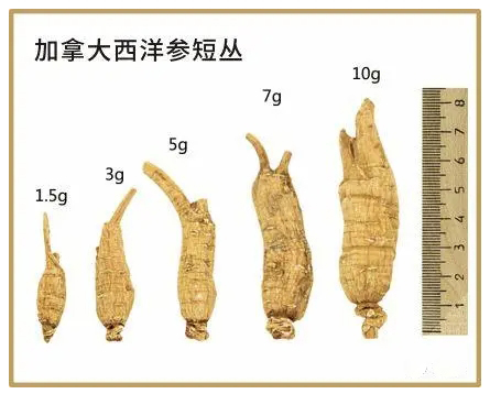 西洋参价格100克多少钱