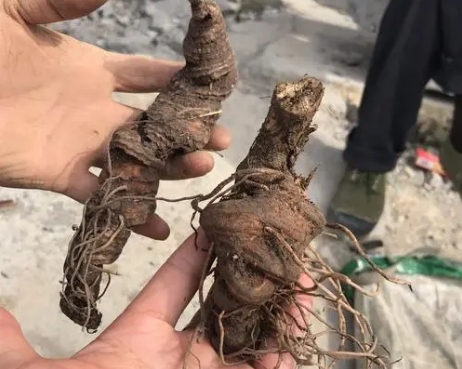 野生七叶一枝花市场价格