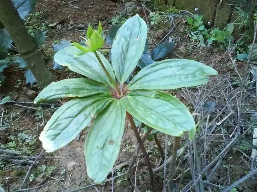 野生七叶一枝花市场价格