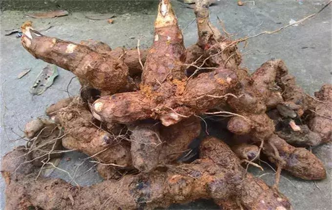 土茯苓哪四种人不能吃