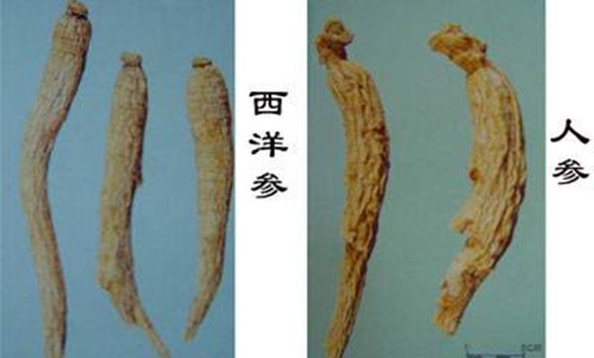 西洋参与人参的用法区别，千万别用错了！