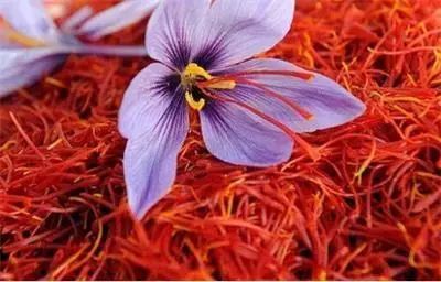 藏红花日常吃法大全