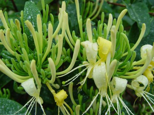 新鲜金银花茶怎么泡