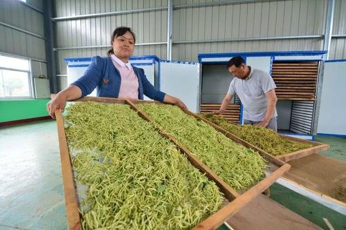 新鲜金银花茶怎么泡
