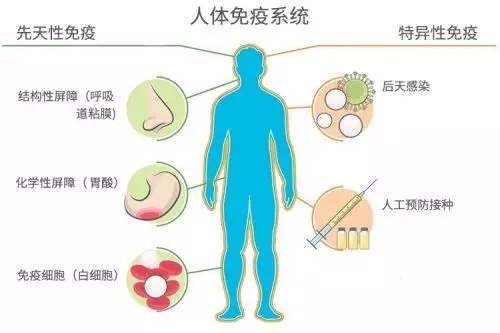 灵芝对免疫系统究竟有什么作用？