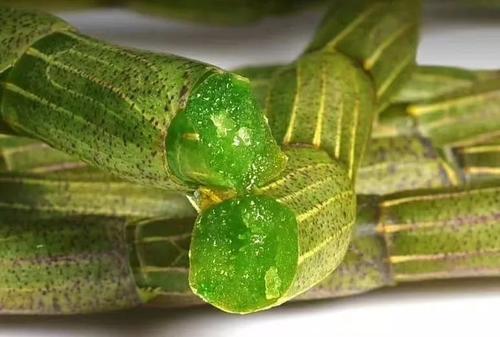 吃铁皮石斛多久见效