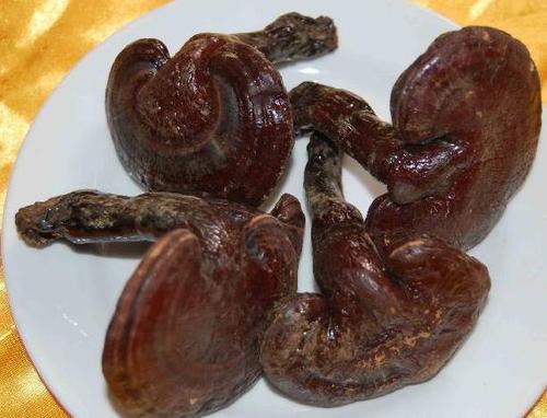 灵芝对免疫系统究竟有什么作用？