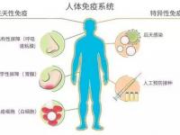 灵芝对免疫系统究竟有什么作用？