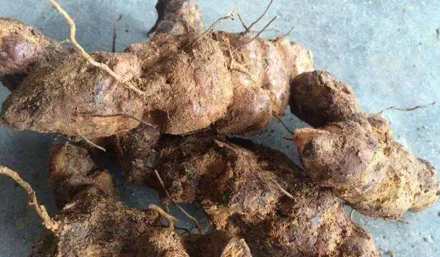 土茯苓和什么煲汤最好？