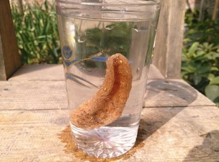 野生天麻的功效与作用及吃法