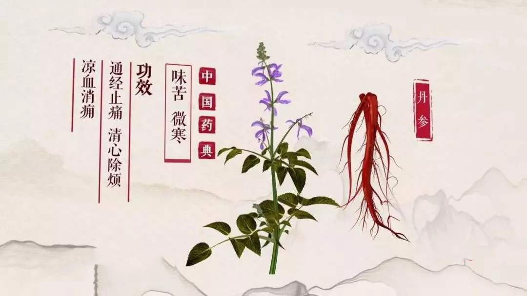 丹参的功能与主治